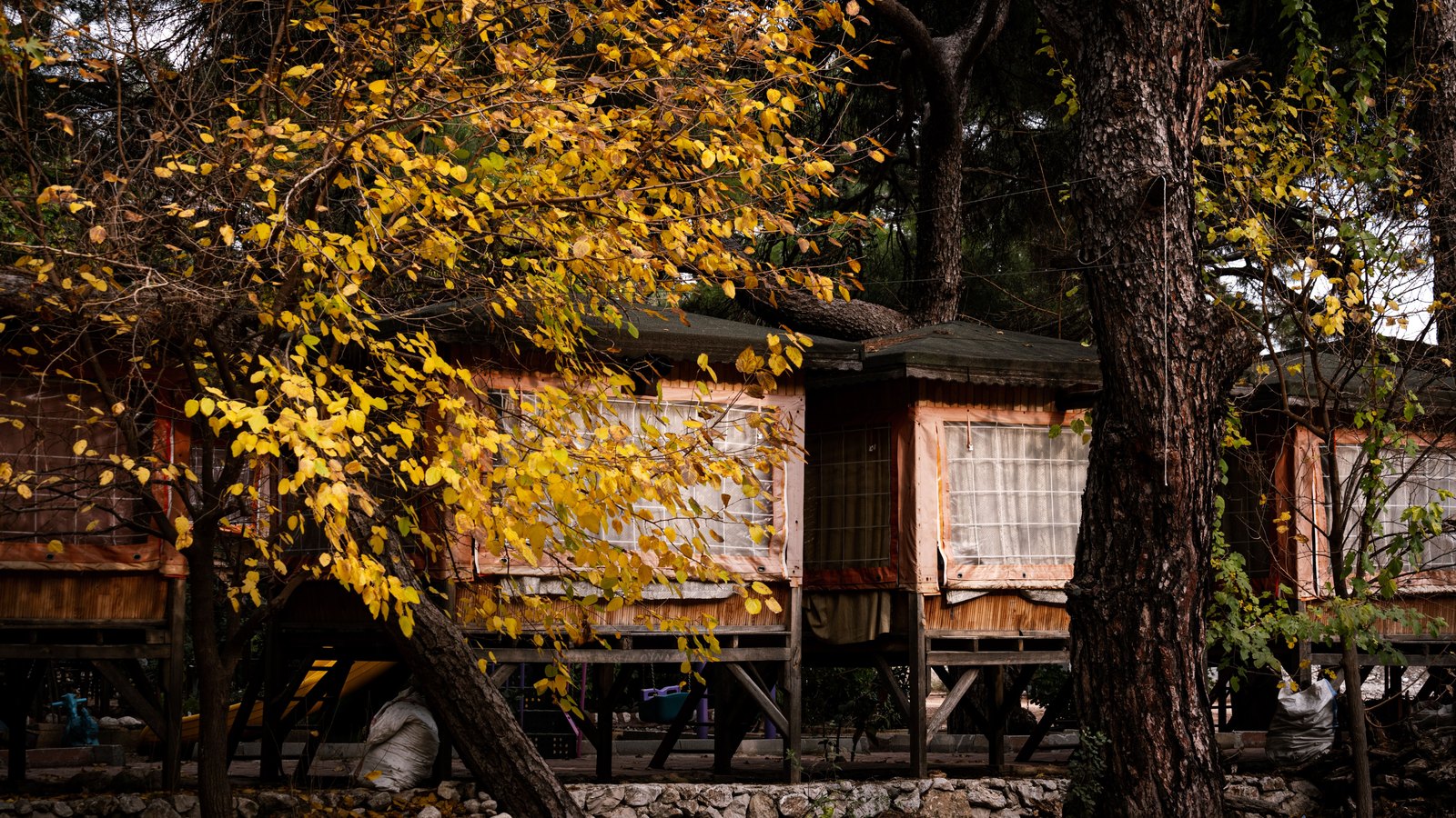 Cabane en bois nichée dans la forêt