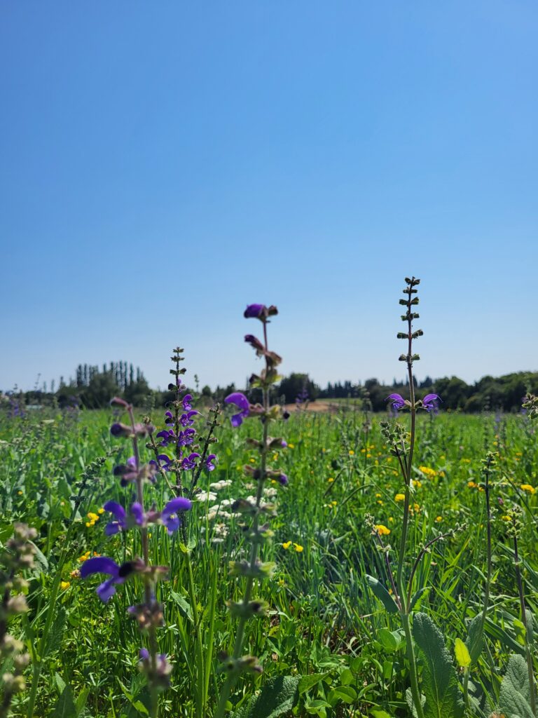 "Une Prairie en Provence" Gîte Pâquerette