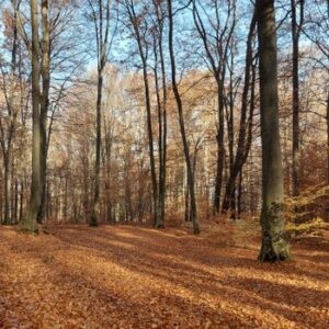 Forêt de Compiègne
