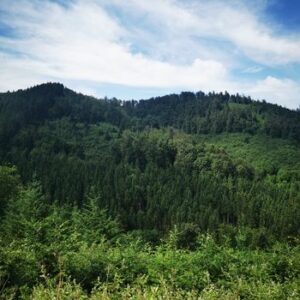 Forêt d’Ardenne