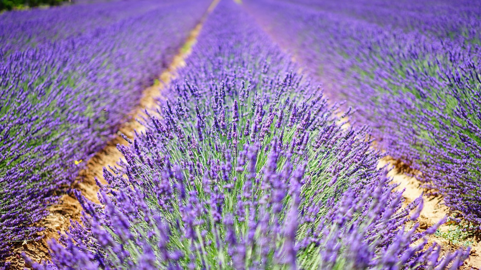 Champ de lavande en Drôme provençale