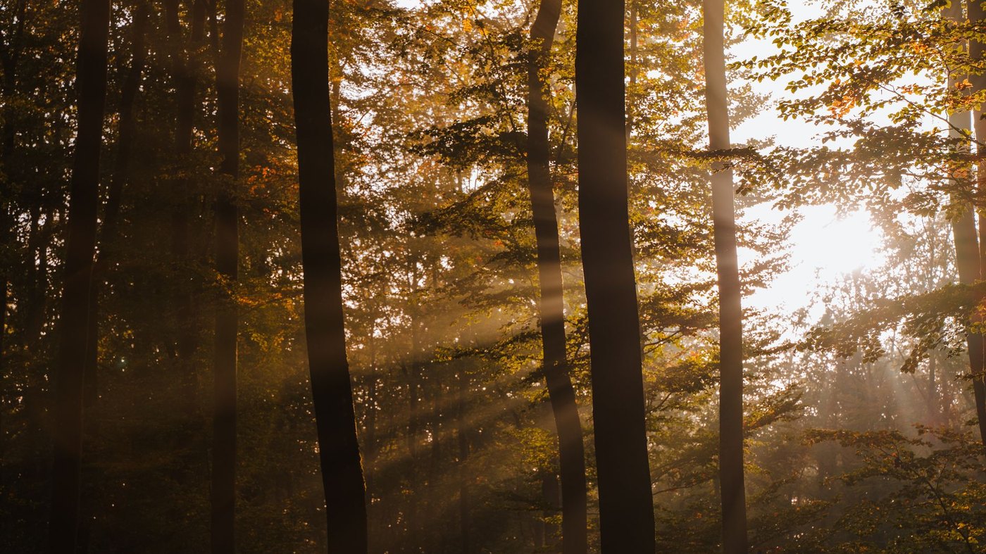 Sous-bois baigné de lumière au petit matin