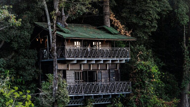 Cabane perchée en bois dans les arbres au cœur d'une forêt