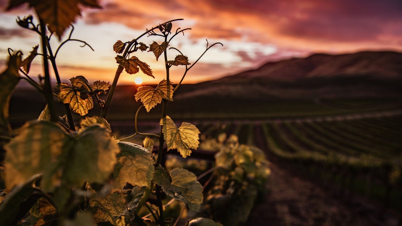 Rangs de vigne au coucher du soleil dans un vignoble français