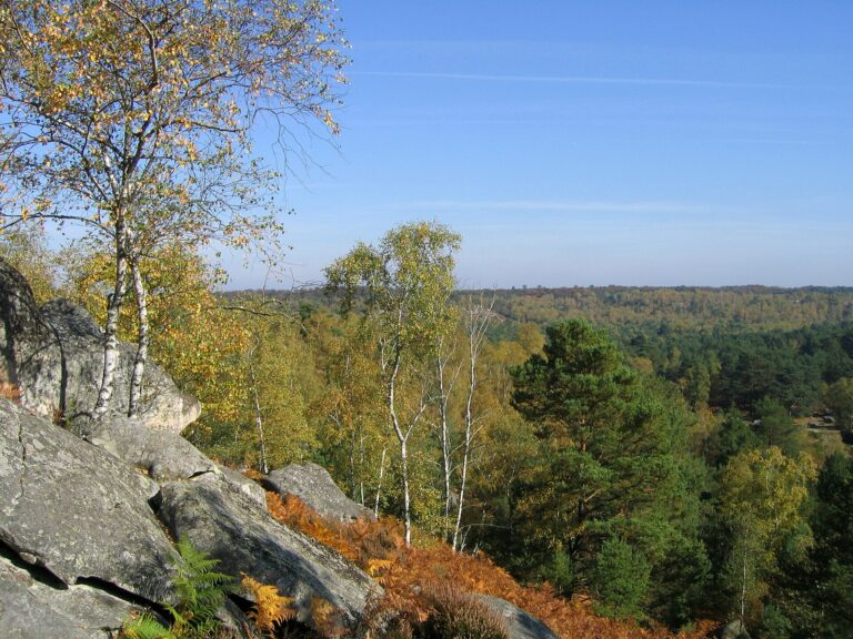 Forêt de Fontainebleau