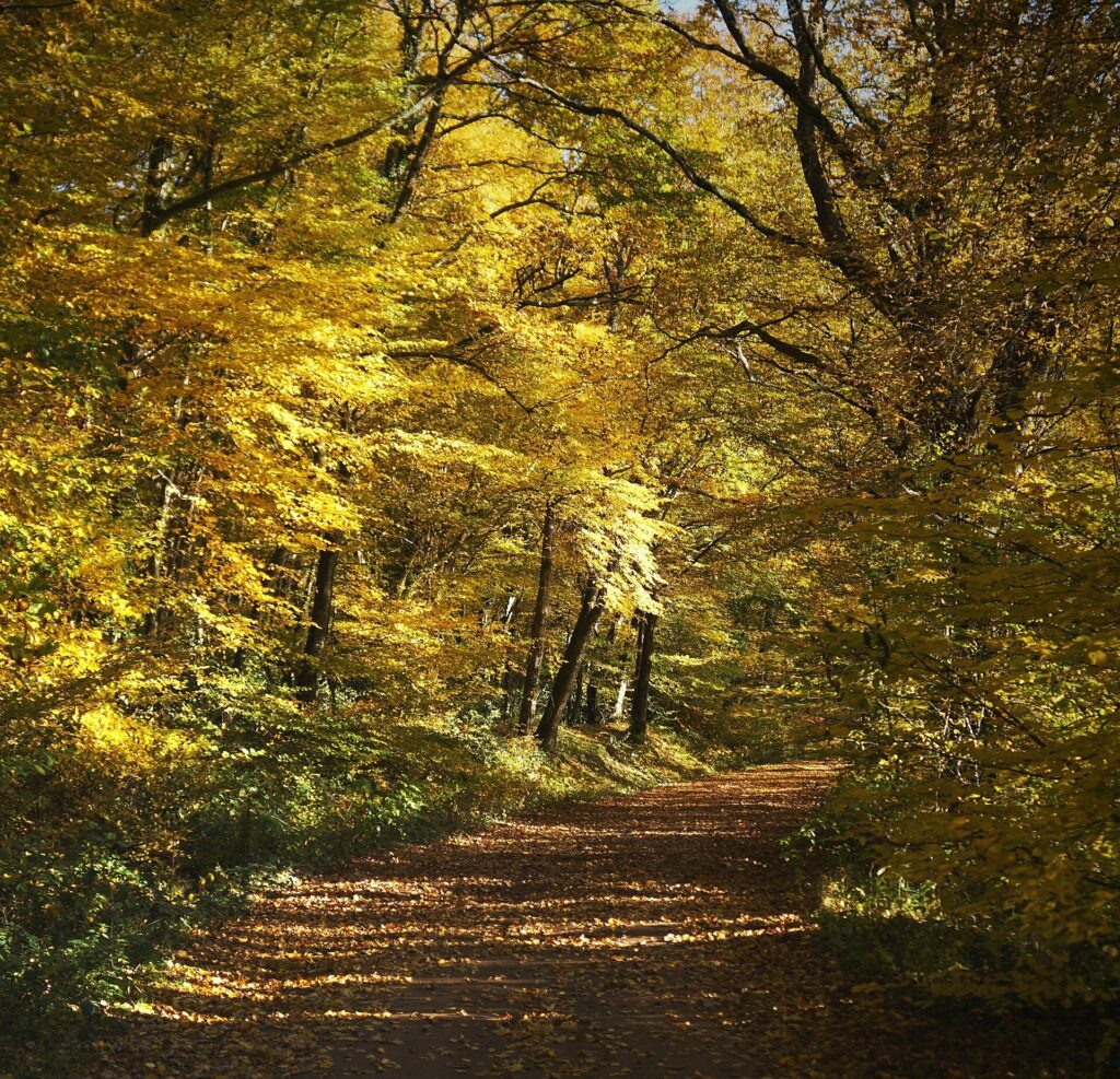 Forêt de Tronçais