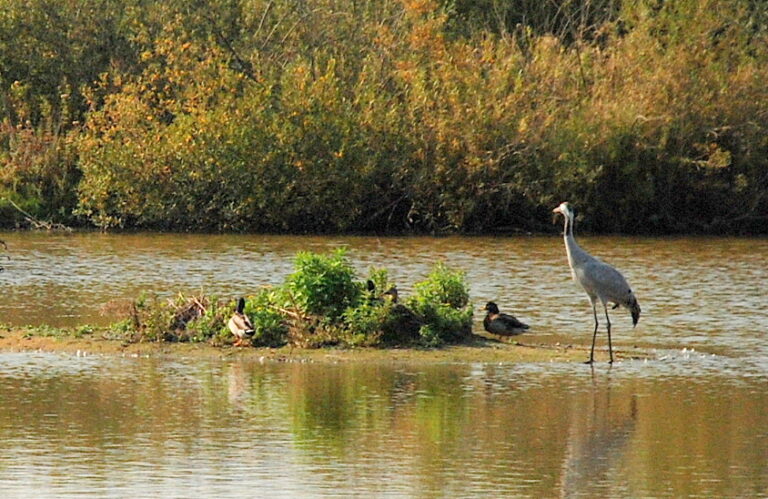 Parc du Marquenterre