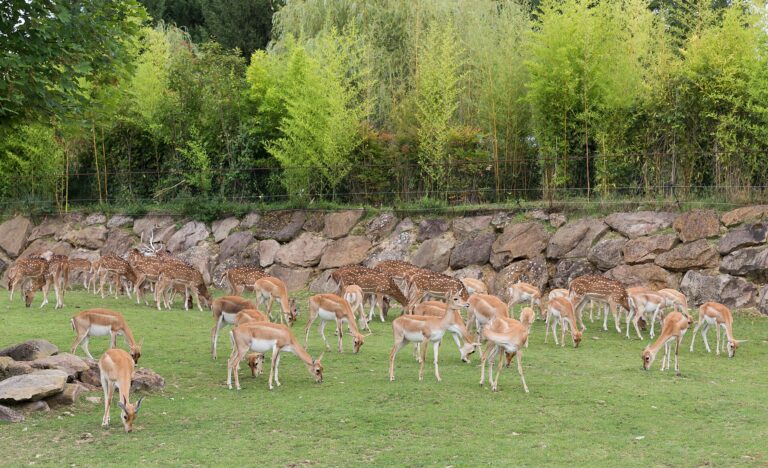 ZooParc de Beauval