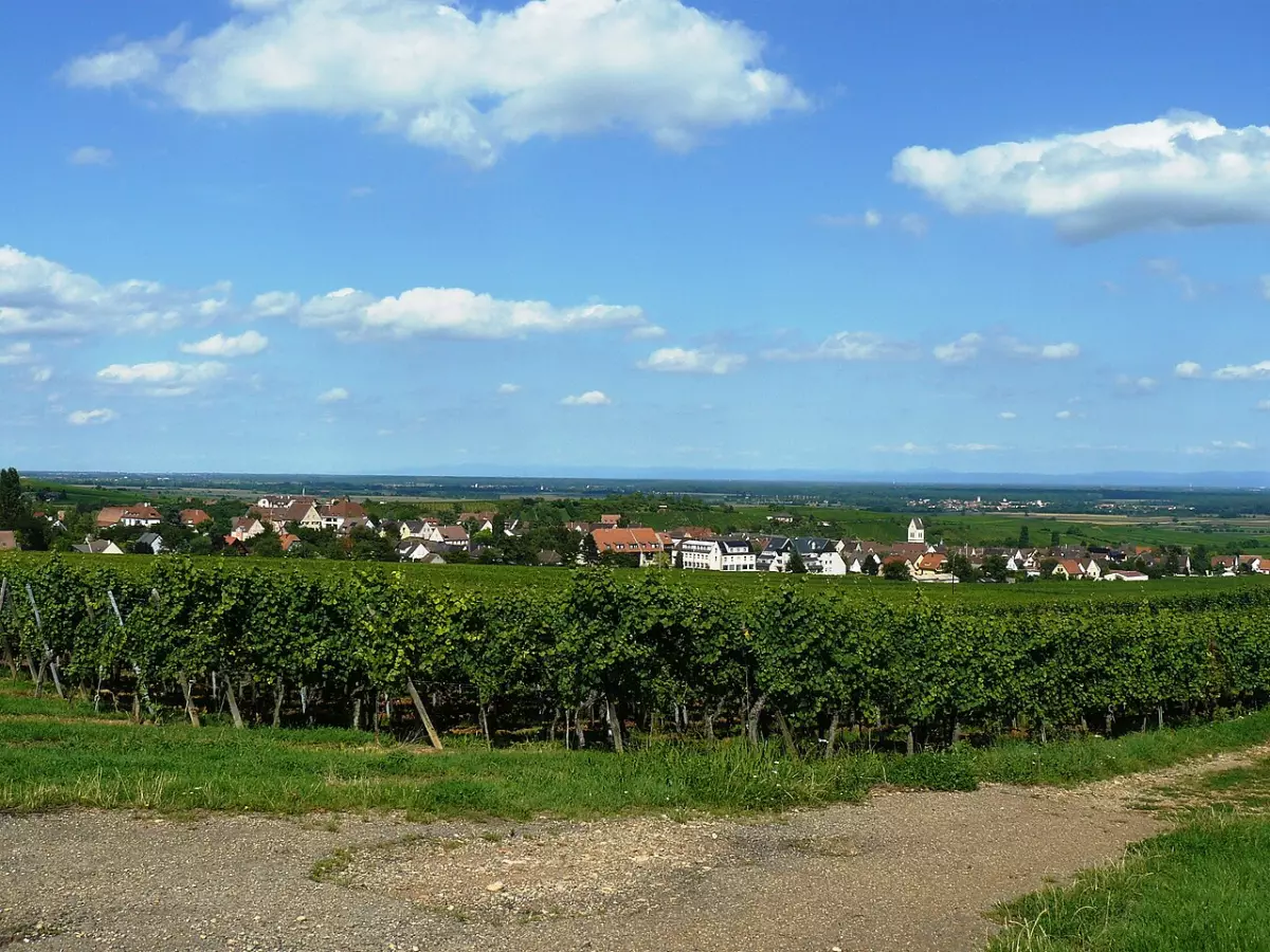 Vue de Mittelwihr